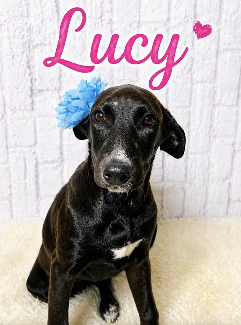 Lucy thumbnail 4