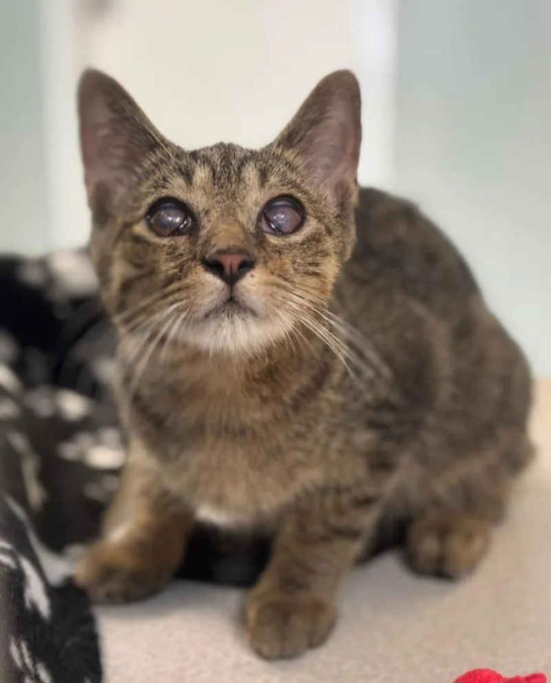 A baby large-sized male Domestic Short Hair cat named Xylophone for adoption in Viroqua, WI