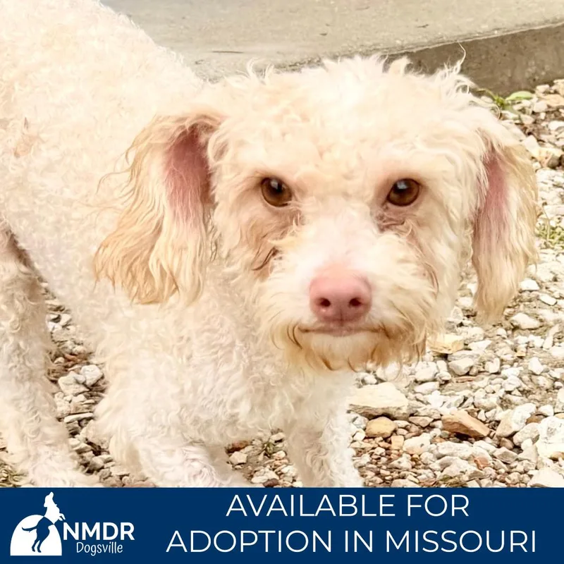 An adult small-sized male Brown / Chocolate Poodle (Toy) dog named Gary Missouri My for adoption in Peyton, CO