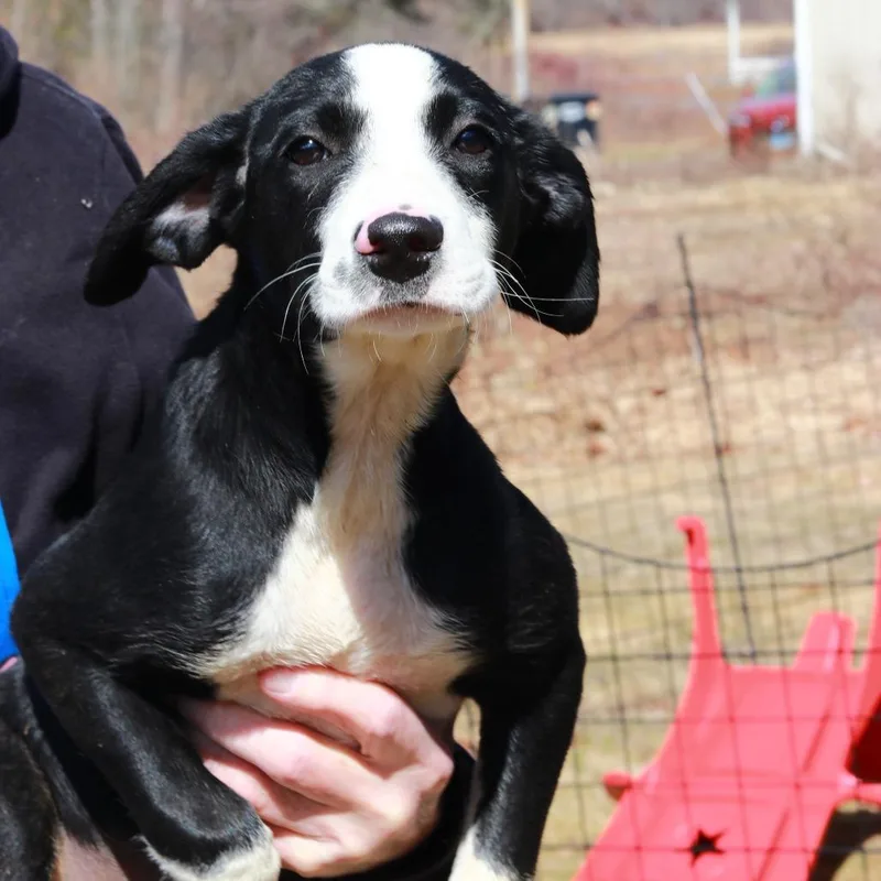 Ct Bunny thumbnail 2