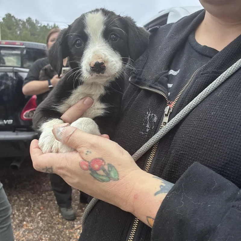 Ct Bunny thumbnail 3