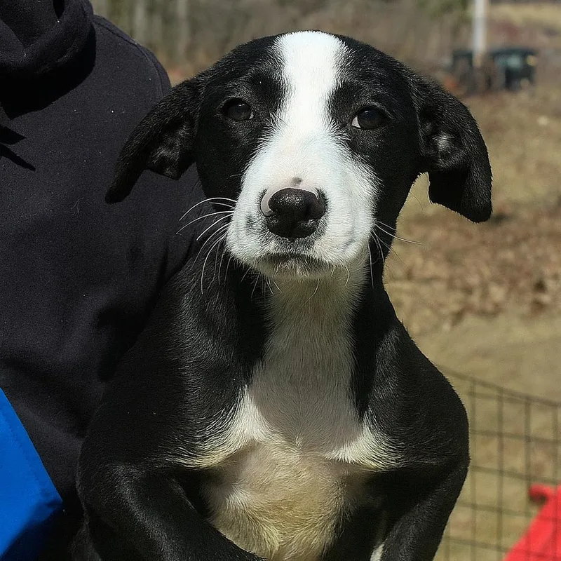 Ct Bunny thumbnail 4