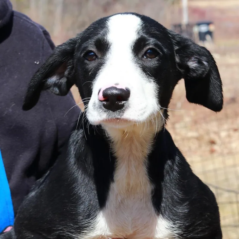 Ct Bunny thumbnail 5