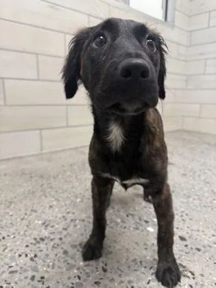 A baby medium-sized female Mixed Breed dog named Iris for adoption in West Chester, PA