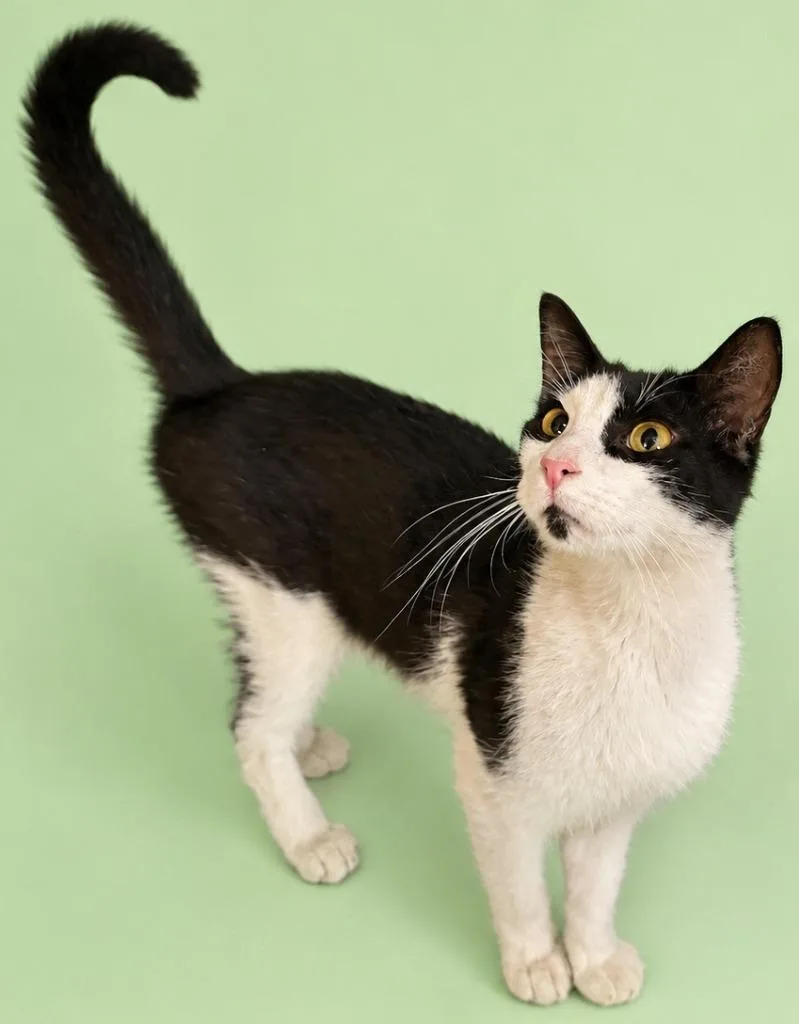 A baby medium-sized male Domestic Short Hair cat named Muffin for adoption in Wauchula, FL
