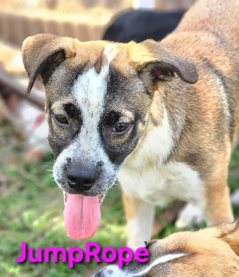 Jump Rope thumbnail 4