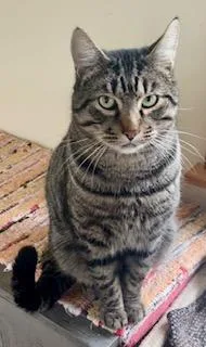 Bobcat Jones thumbnail 3