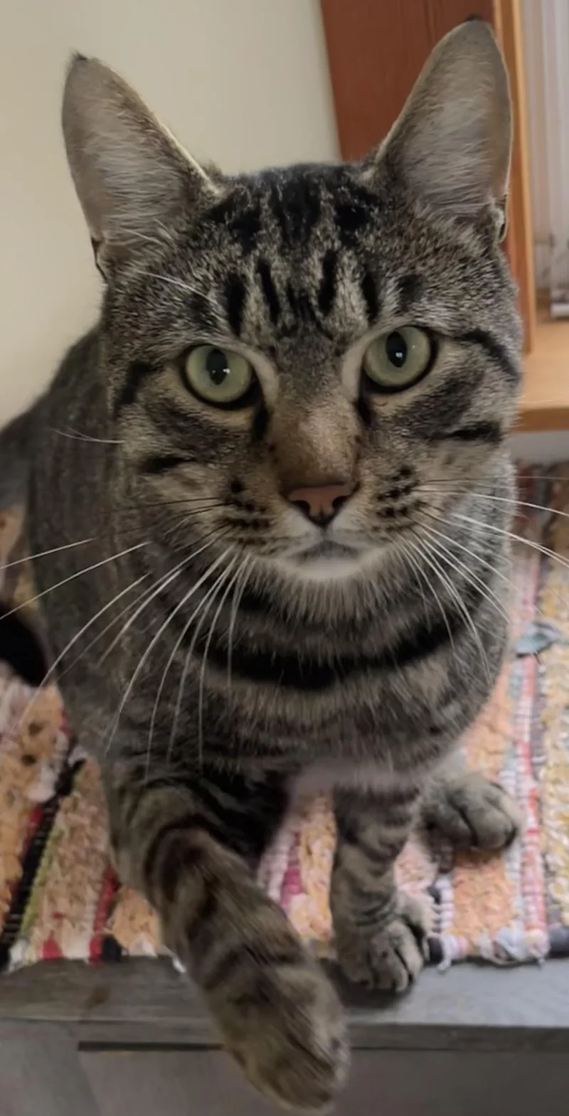 Bobcat Jones thumbnail 4