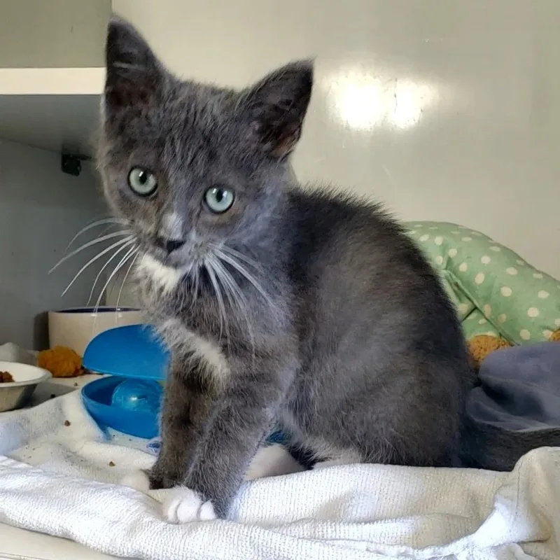 A baby small-sized male Gray & White Domestic Short Hair cat named Earl for adoption in Hutchinson, MN
