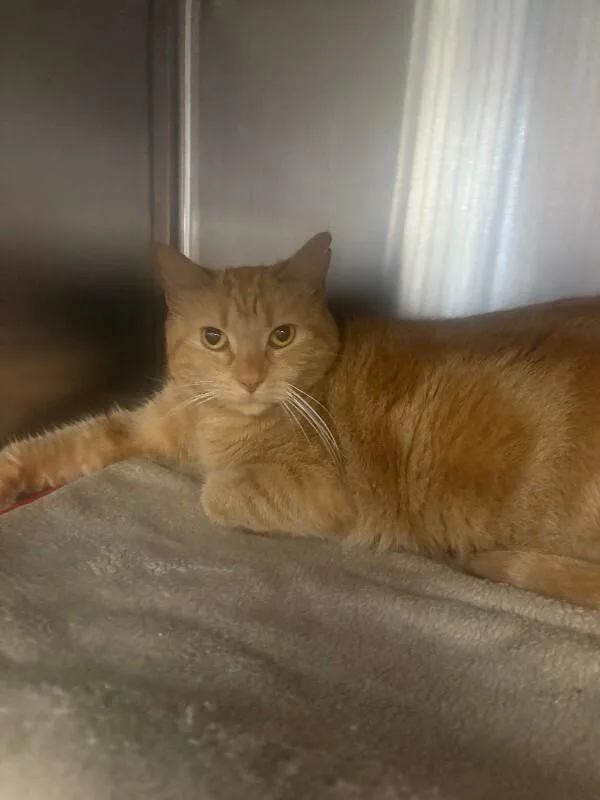 An adult medium-sized female Tabby (Orange / Red) Domestic Short Hair cat named Peaches for adoption in Cincinnati, OH