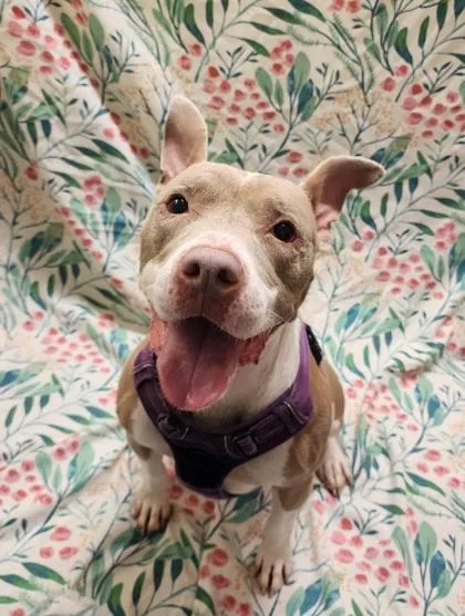 A senior medium-sized female Yellow / Tan / Blond / Fawn Pit Bull Terrier dog named India for adoption in Lafayette, IN