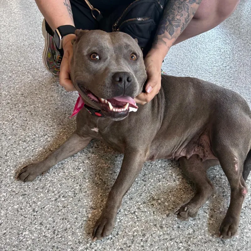 An adult medium-sized female Gray / Blue / Silver Staffordshire Bull Terrier dog named Ellie Sparkles for adoption in Ferndale, MI
