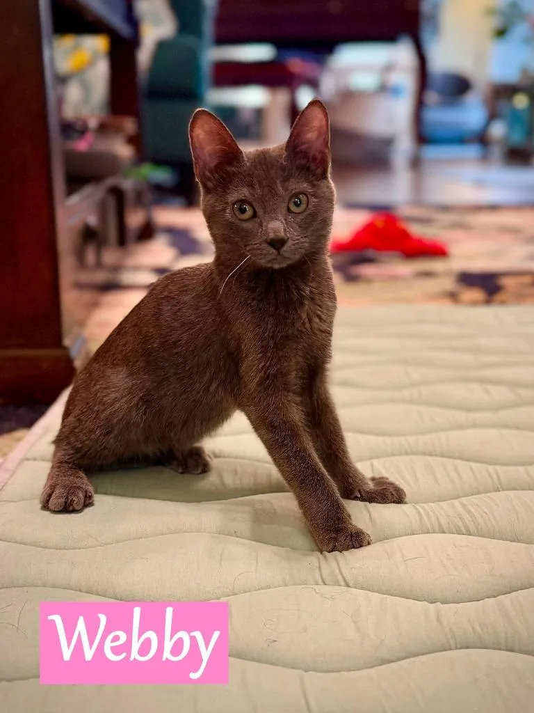 A baby medium-sized female Domestic Short Hair cat named Webby for adoption in Hoover , AL