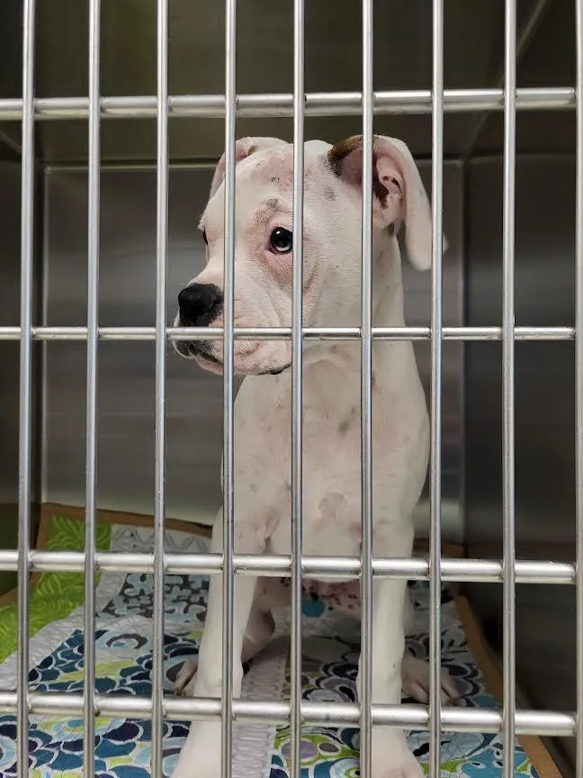 An adult small-sized female Boxer dog named Millie for adoption in Los Angeles, CA