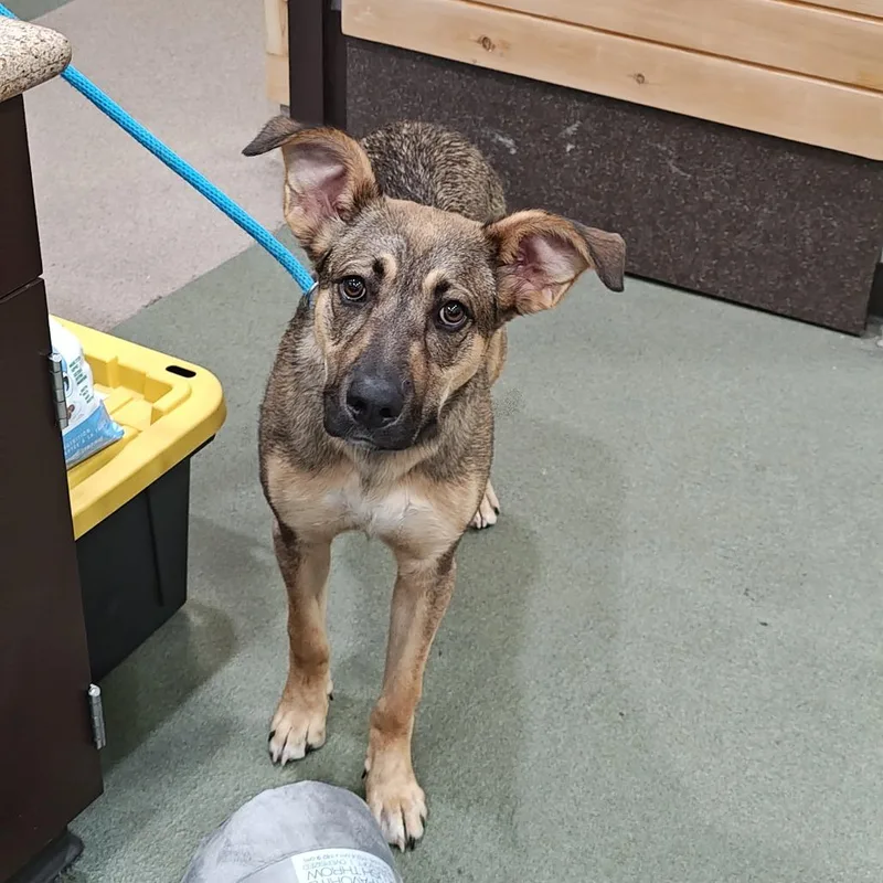 A young large-sized male Brown / Chocolate German Shepherd Dog dog named Claude for adoption in Upland, CA