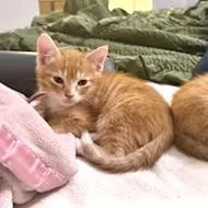 A baby small-sized male Orange / Red Domestic Short Hair cat named Flanders for adoption in Austin, TX