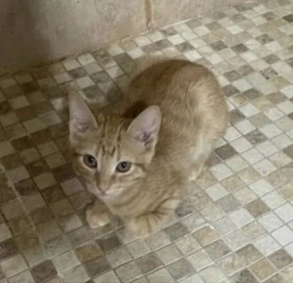 A baby medium-sized female Orange / Red Domestic Short Hair cat named Bibi for adoption in Warr Acres, OK