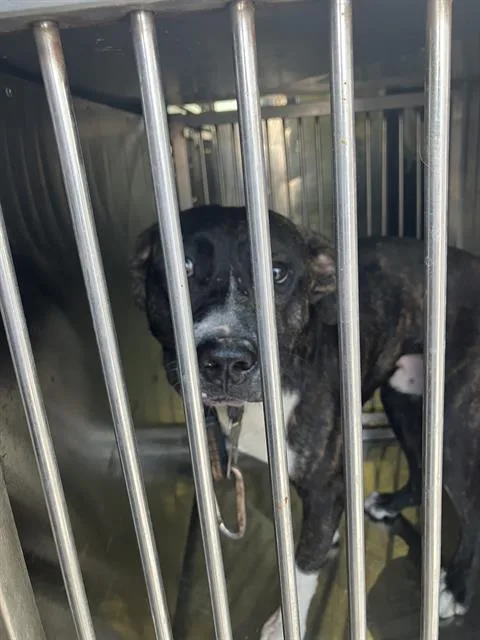 A young medium-sized male Mixed Breed dog named Ali for adoption in Dallas, TX