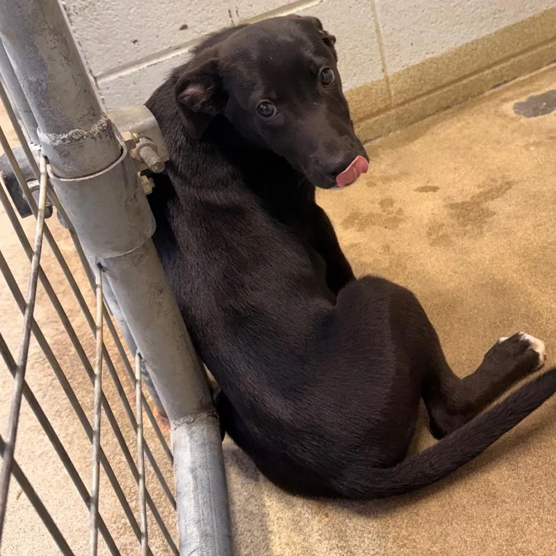 A young medium-sized female Black Mixed Breed dog named Bindi for adoption in Corydon, IN
