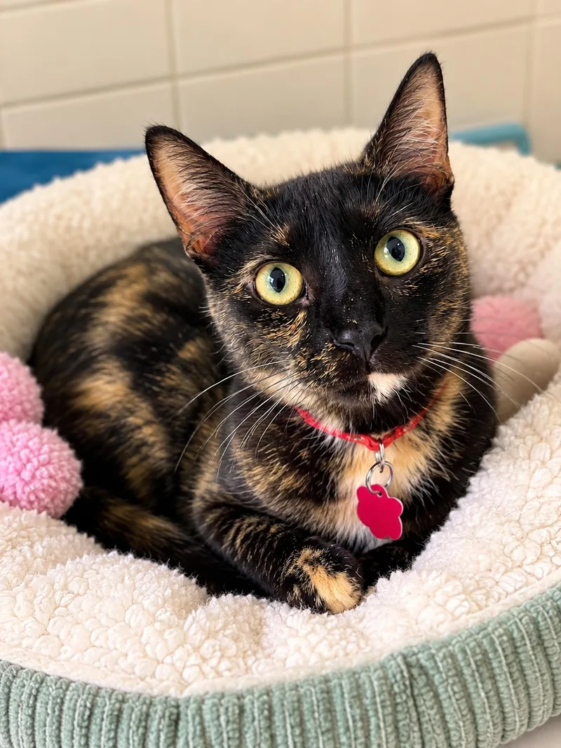 A young medium-sized female Tortoiseshell cat named Olive for adoption in Long Beach, CA