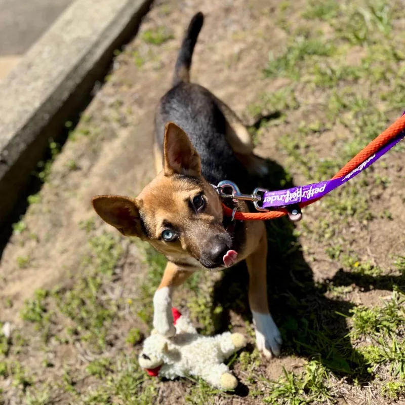 A young small-sized female Yellow / Tan / Blond / Fawn Mixed Breed dog named Momo for adoption in New York, NY