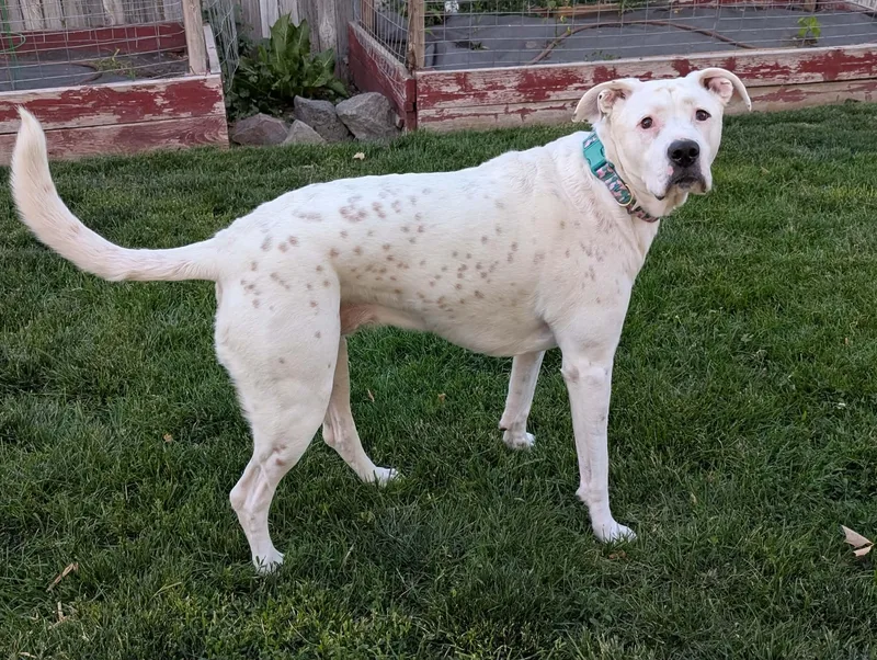 An adult large-sized female Boxer dog named Honeybee for adoption in Boise, ID