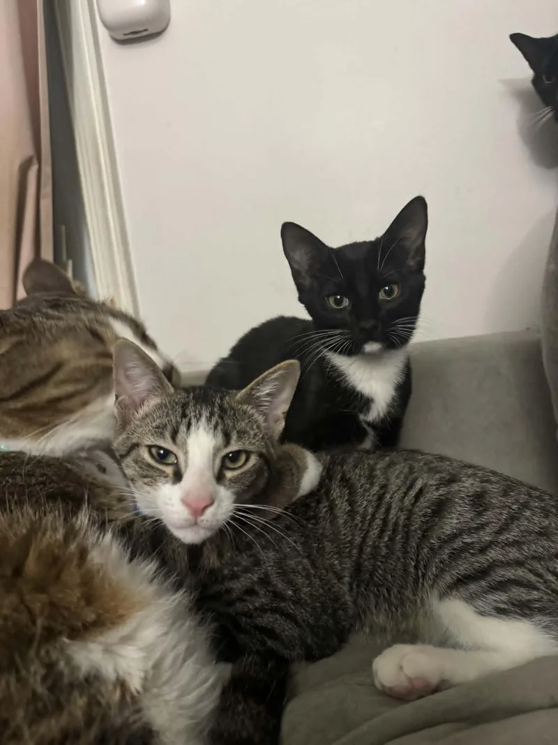 A baby medium-sized female Domestic Short Hair cat named Pigeon for adoption in Chesapeake Beach, MD