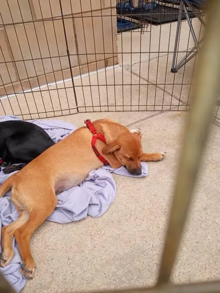A young medium-sized male Feist dog named Ben for adoption in Stuarts Draft, VA