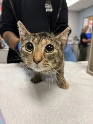 An adult medium-sized female Domestic Short Hair cat named Edith for adoption in Gastonia, NC