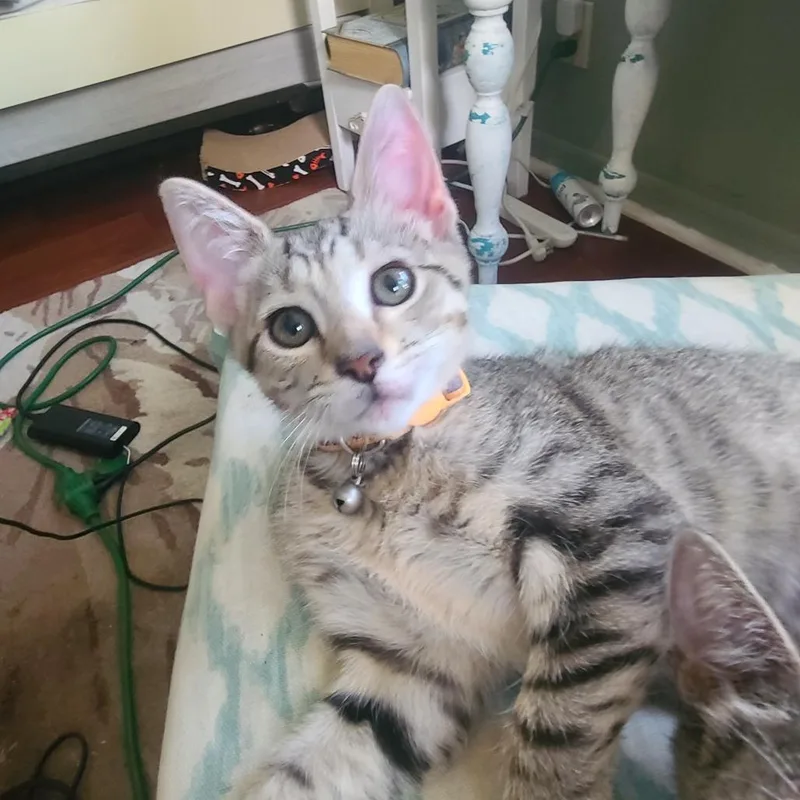 A baby small-sized female Gray / Blue / Silver Domestic Short Hair cat named Marushka for adoption in Fort Lauderdale, FL