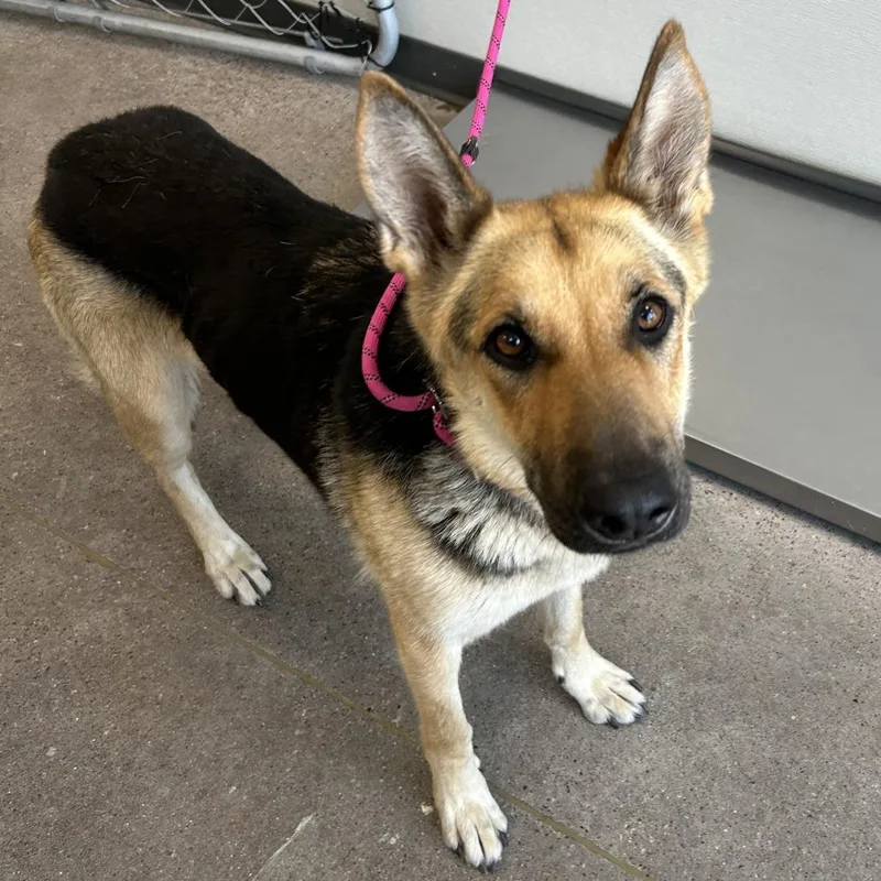 An adult medium-sized female Black Mixed Breed dog named Holliepeno for adoption in Las Cruces, NM