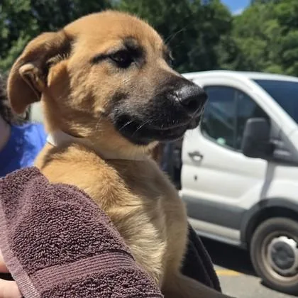 A baby small-sized male Shepherd dog named Carson for adoption in Voorhees, NJ