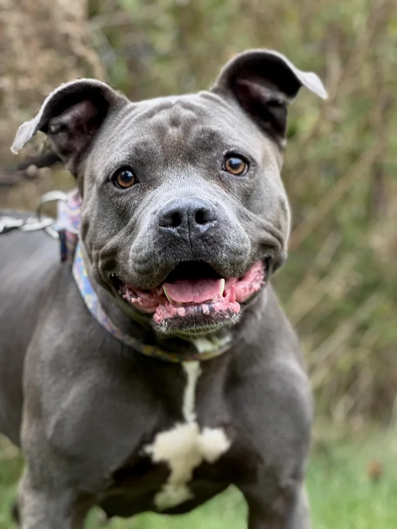 A senior large-sized female Gray / Blue / Silver Pit Bull Terrier dog named Brunhilda for adoption in Nutting Lake, MA