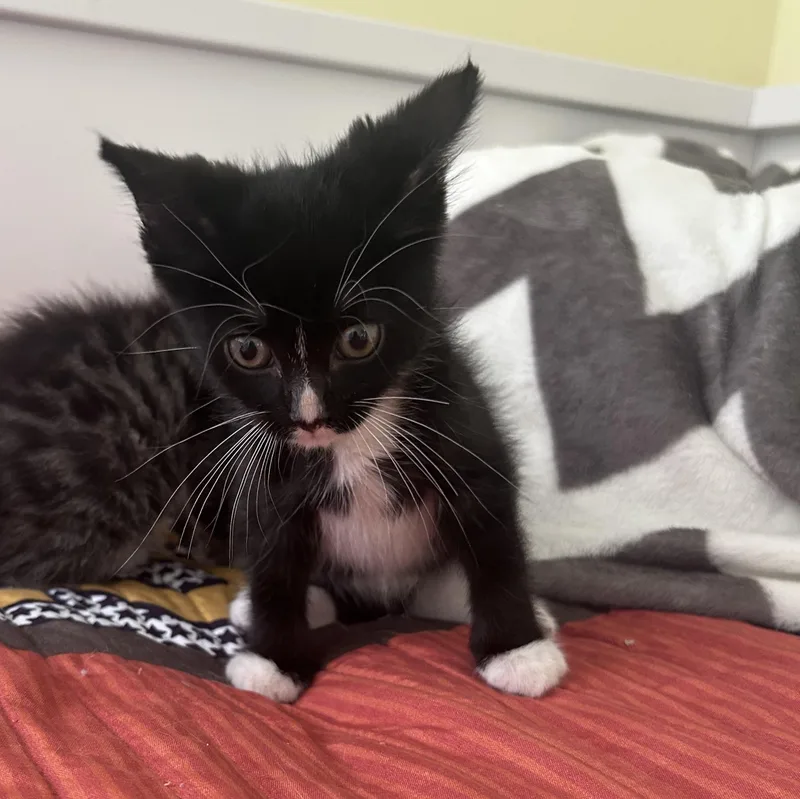 A baby medium-sized male Black & White / Tuxedo Domestic Medium Hair cat named Sundance for adoption in Yardley, PA