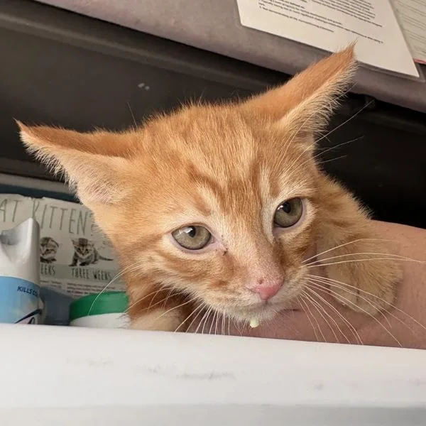 A baby small-sized male Domestic Short Hair cat named Dorito for adoption in Salt Lake City, UT