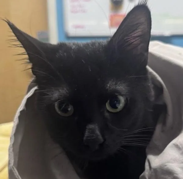 An adult medium-sized male Domestic Short Hair cat named Chilaquis for adoption in Escondido, CA