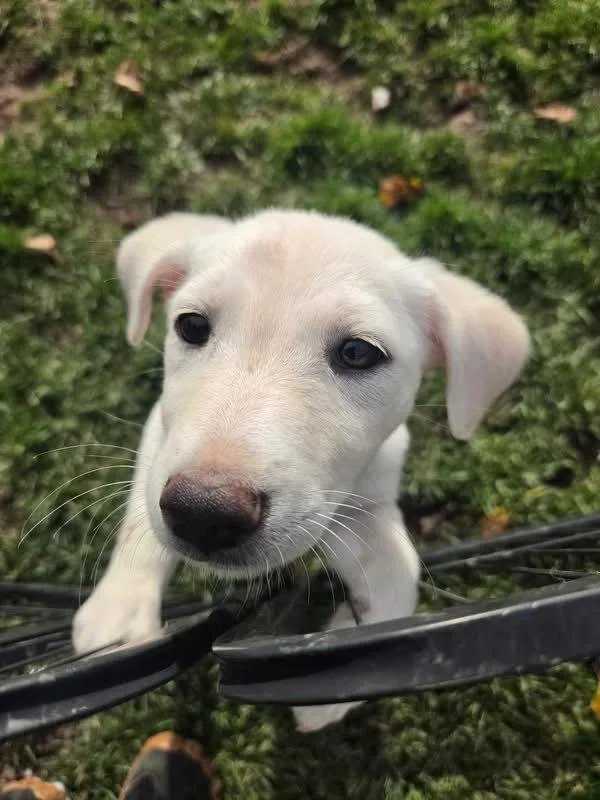 A baby large-sized female Labrador Retriever dog named Millie for adoption in New London, WI