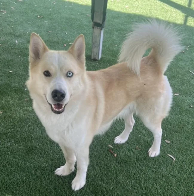 An adult large-sized male German Shepherd Dog dog named Larry for adoption in Los Angeles, CA