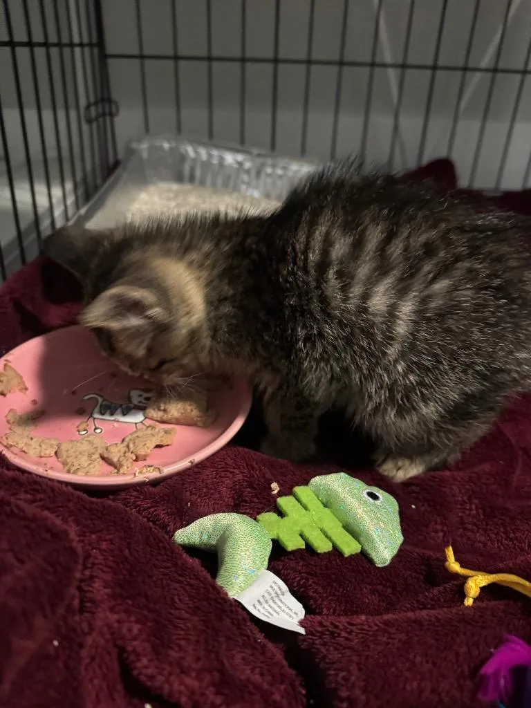 A baby medium-sized male Domestic Short Hair cat named February Il for adoption in Fort Lupton, CO