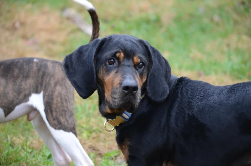 An adult medium-sized female Bicolor Basset Hound dog named Nova for adoption in Amissville, VA