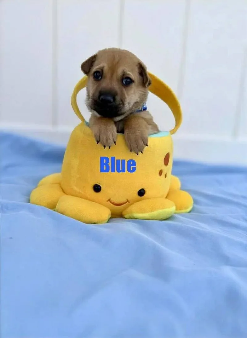 Blue thumbnail 2