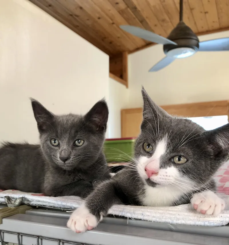 A baby medium-sized female Russian Blue cat named Luna & Dipper for adoption in Ventura, CA