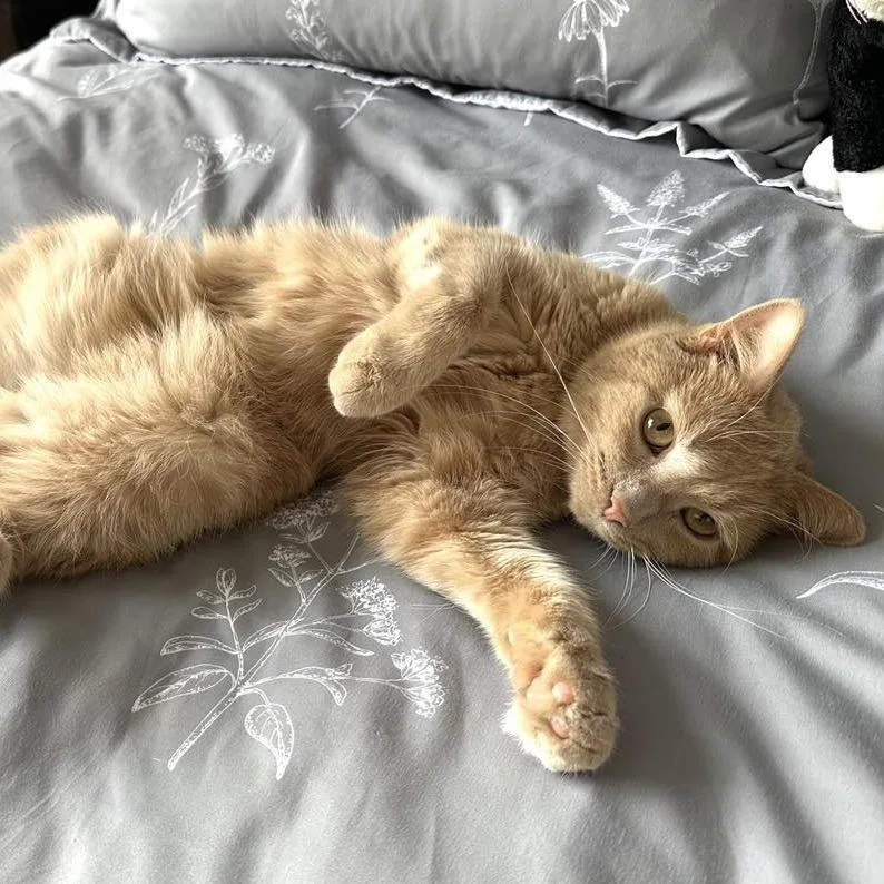 An adult small-sized female Orange / Red Domestic Short Hair cat named Ali for adoption in Plainfield, IL
