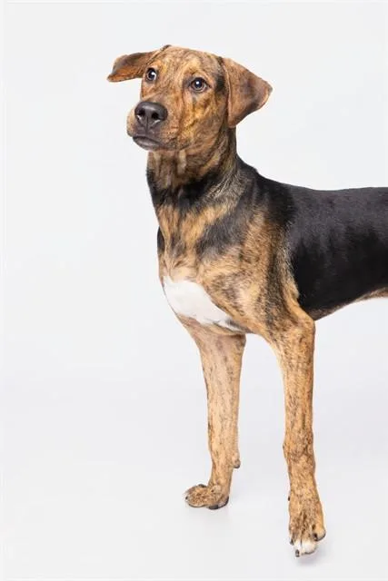A young large-sized male Plott Hound dog named Bodhi for adoption in Miami, FL