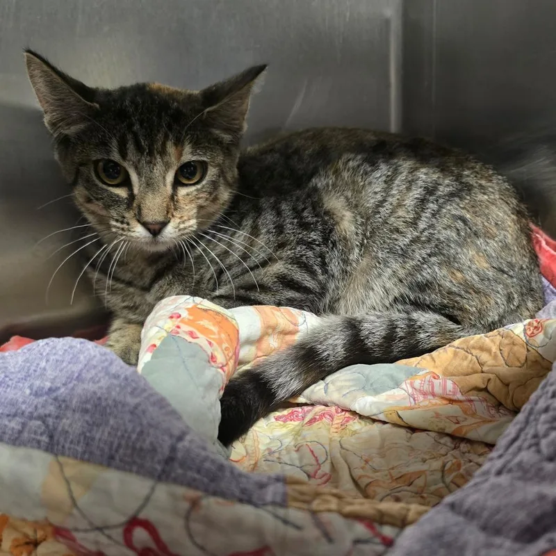 A baby small-sized female Brown / Chocolate Domestic Short Hair cat named Matilda for adoption in Spokane, WA