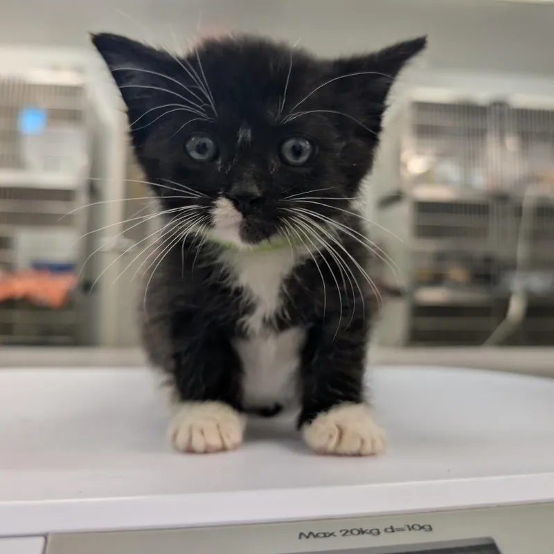 A baby small-sized female Black Domestic Short Hair cat named Mayhem for adoption in Manhattan, KS