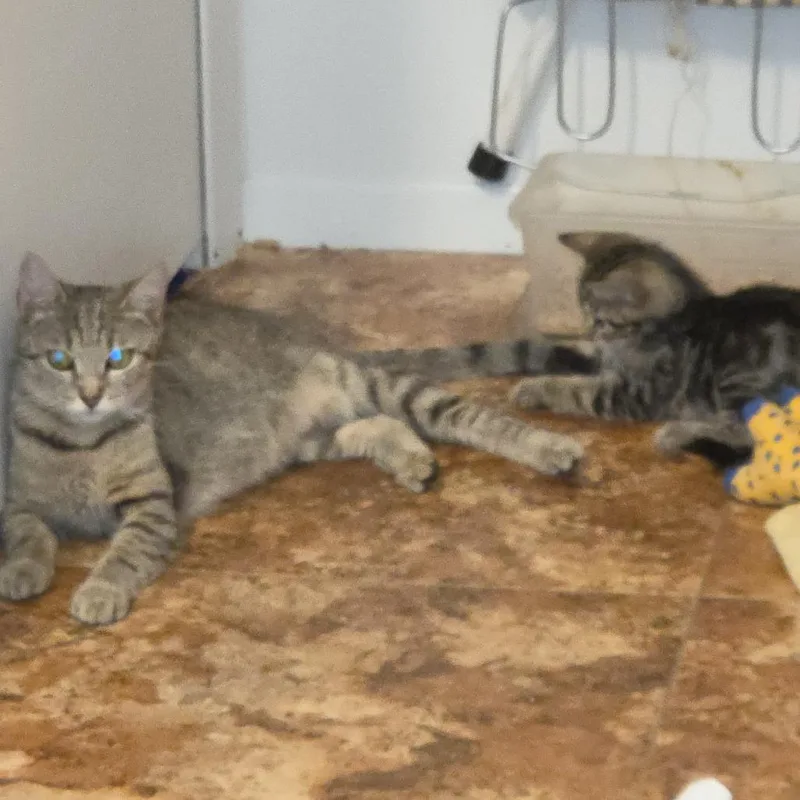 An adult medium-sized female Domestic Short Hair cat named Mabel for adoption in Harrisonburg, VA