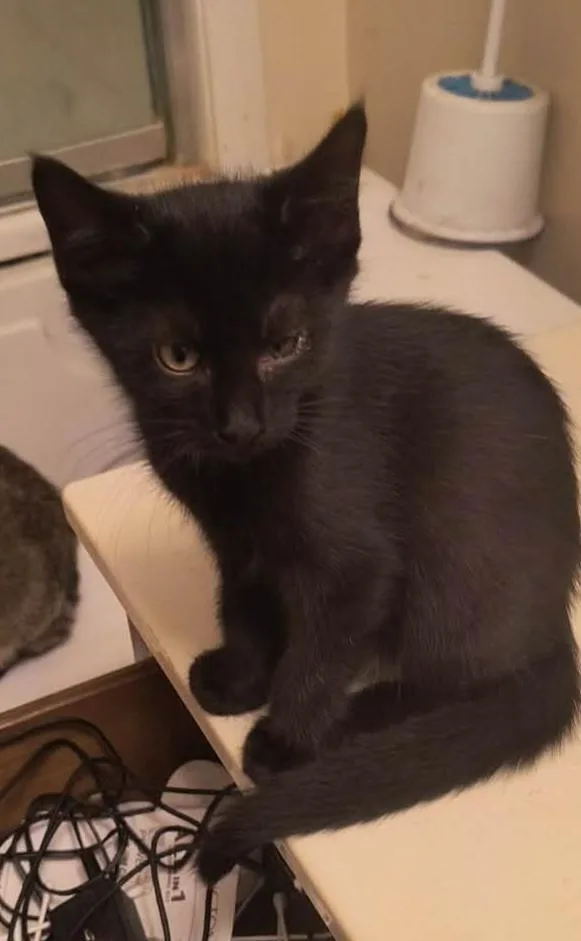 A baby medium-sized female Black Domestic Short Hair cat named Betsy for adoption in hinckley, IL
