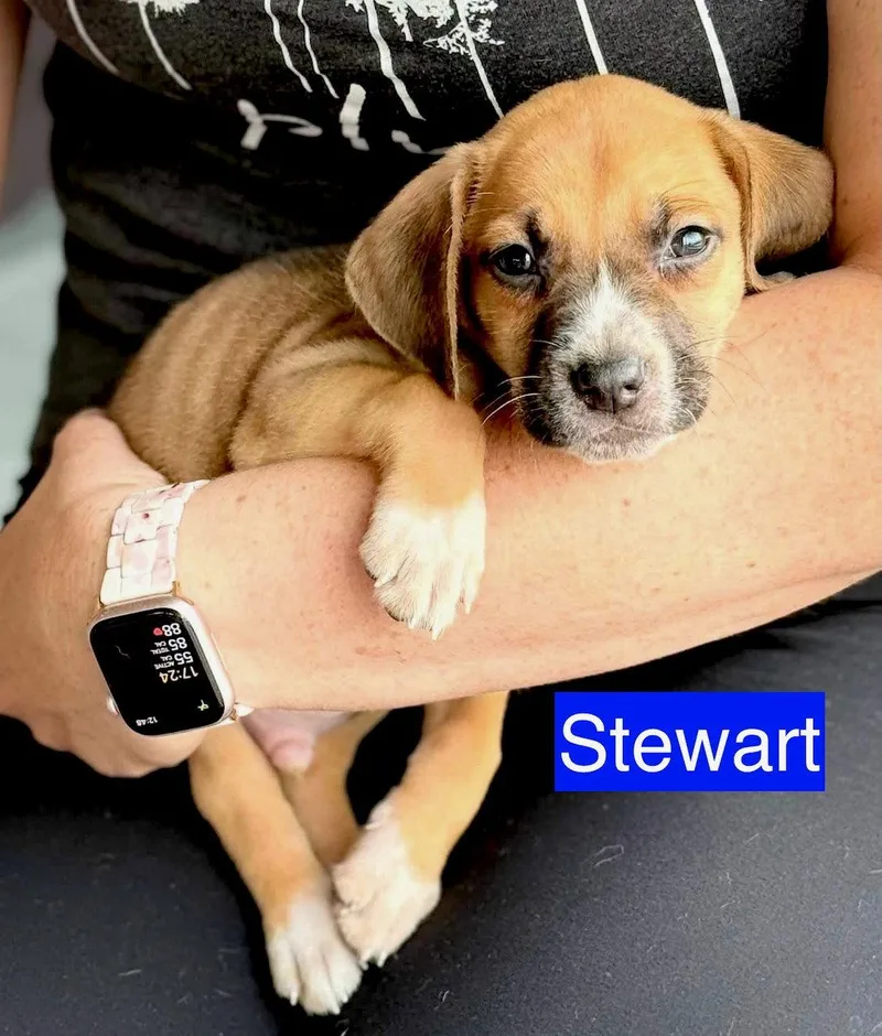 Stewart