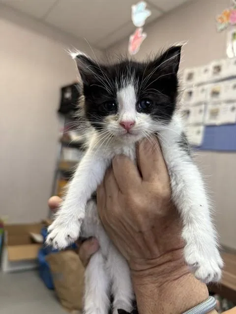A baby small-sized male Domestic Short Hair cat named Penguin for adoption in San Bernardino, CA